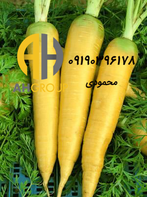 بازار فروش هویج زرد شیراز