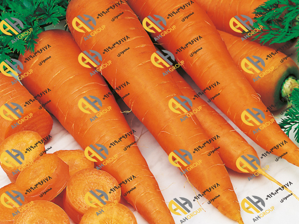 خرید عمده هویج بازار اصفهان