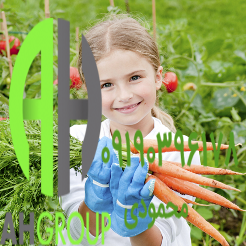 عرضه هویج مرغوب به سراسر ایران