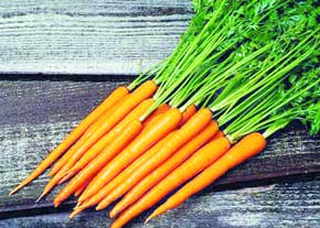 قیمت انواع هویج زردک