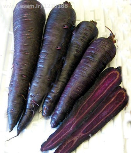 تولید میوه هویج سیاه ارگانیک