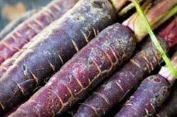 انواع هویج سیاه دزفول صادراتی