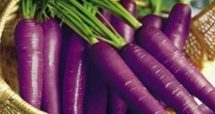 صادرات انواع هویج بنفش دزفول