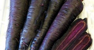 فروش بهترین هویج سیاه شیراز