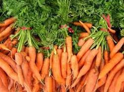 عرضه و توزیع هویج دامی