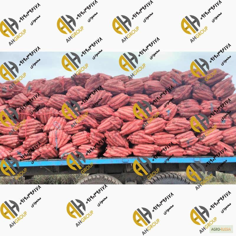 سایت خرید انواع هویج شیراز