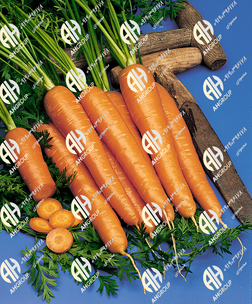 مرکز خرید انواع هویج ارگانیک