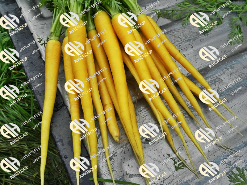 فروش عمده هویج زرد دزفول