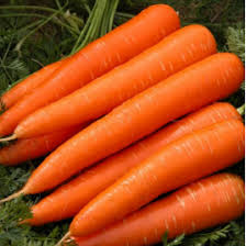 خرید انواع سبزی هویج صادراتی