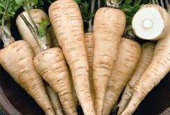 خرید عمده هویج زردک شیراز