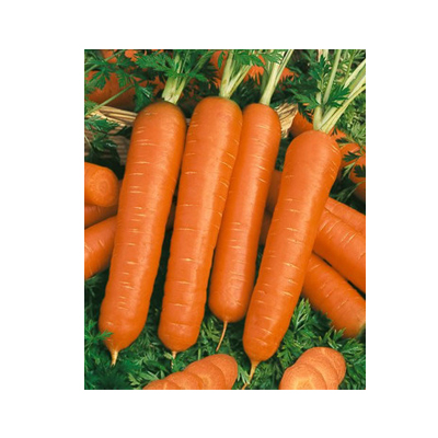 قیمت عمده انواع هویج فرنگی