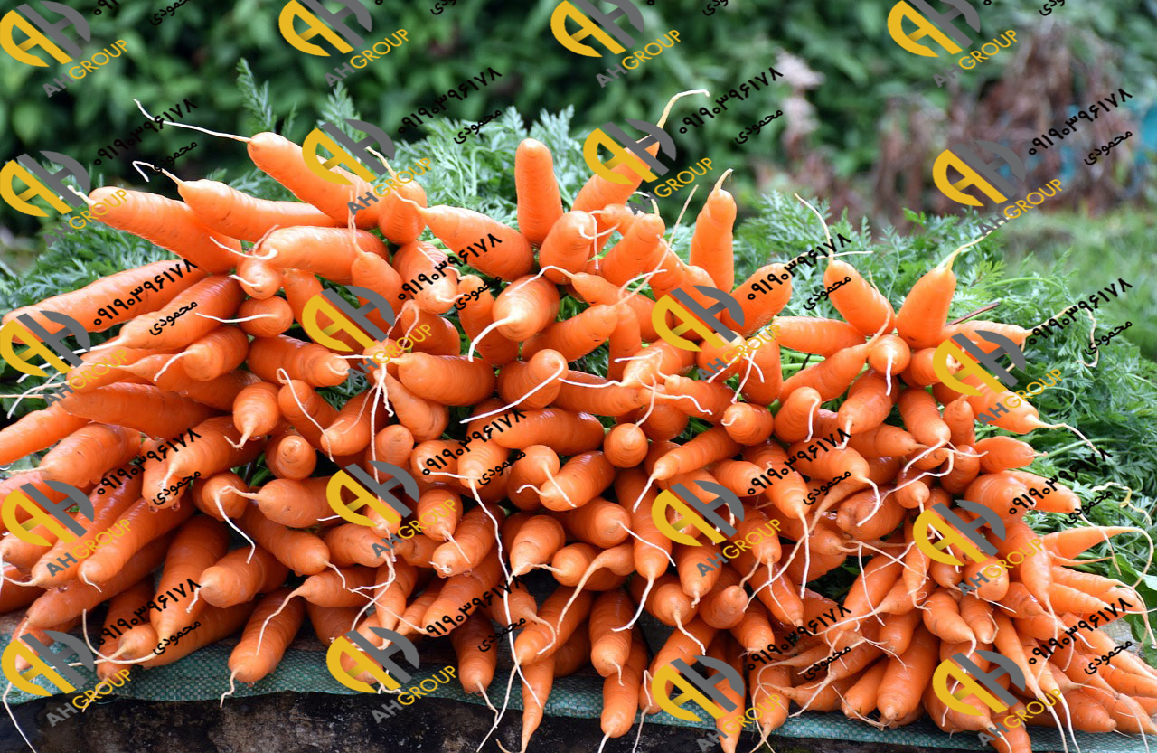 صادرات میوه هویج ایرانی