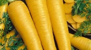 مرکز خرید هویج ارگانیک زرد