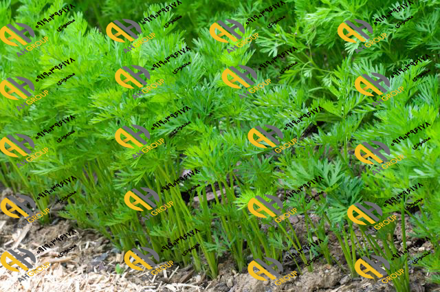 خرید هویج عمده برای سلامت آقایان