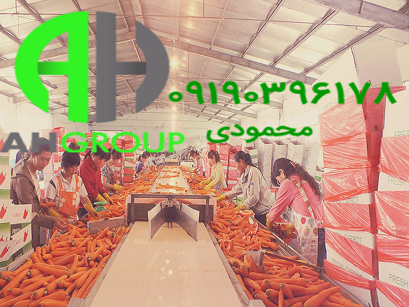 صادرات بهترین میوه هویج تازه