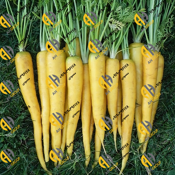 تولید انواع هویج زرد صادراتی