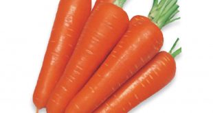 مرکز فروش هویج گلخانه ای صادراتی