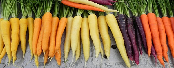 تولید انواع هویج ایرانی