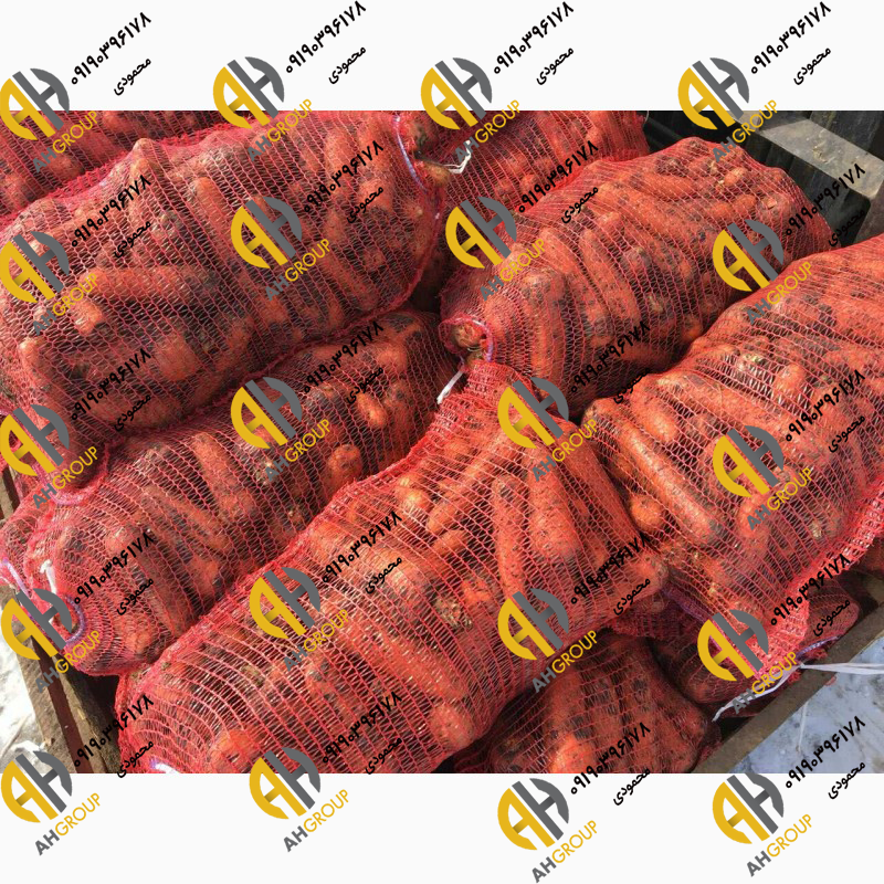 فروش عمده هویج صادراتی