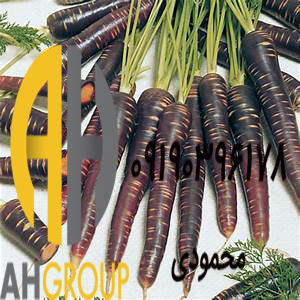 سایت فروش هویج بنفش دزفول