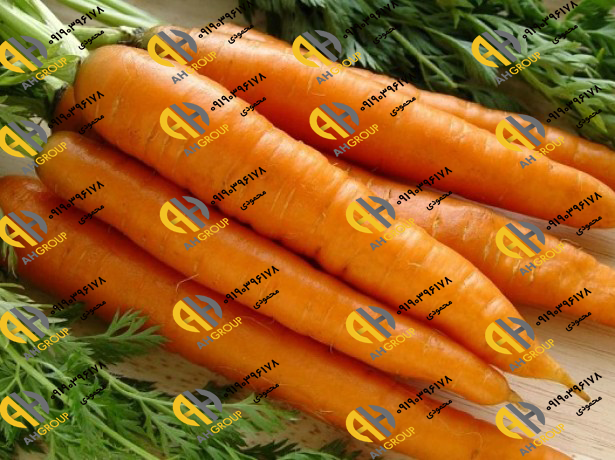 سایت فروش انواع هویج تازه