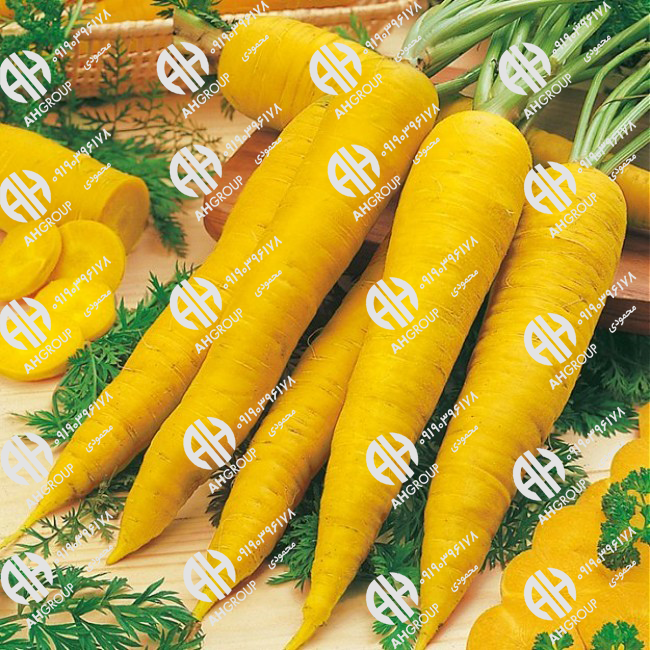 فروش عمده هویج زرد