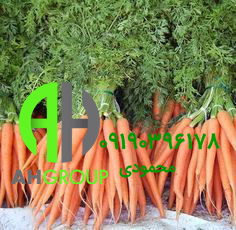 قیمت انواع هویج فرنگی