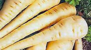 خرید انواع هویج زردک