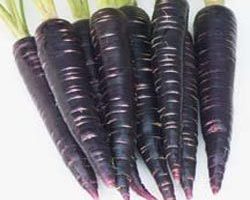 تولید هویج سیاه در گلدان وباغچه