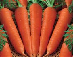 فروشگاه انواع هویج صادراتی