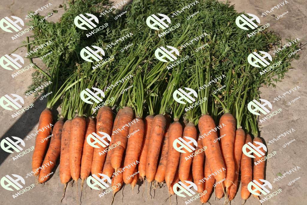 فروش اینترنتی هویج شیراز