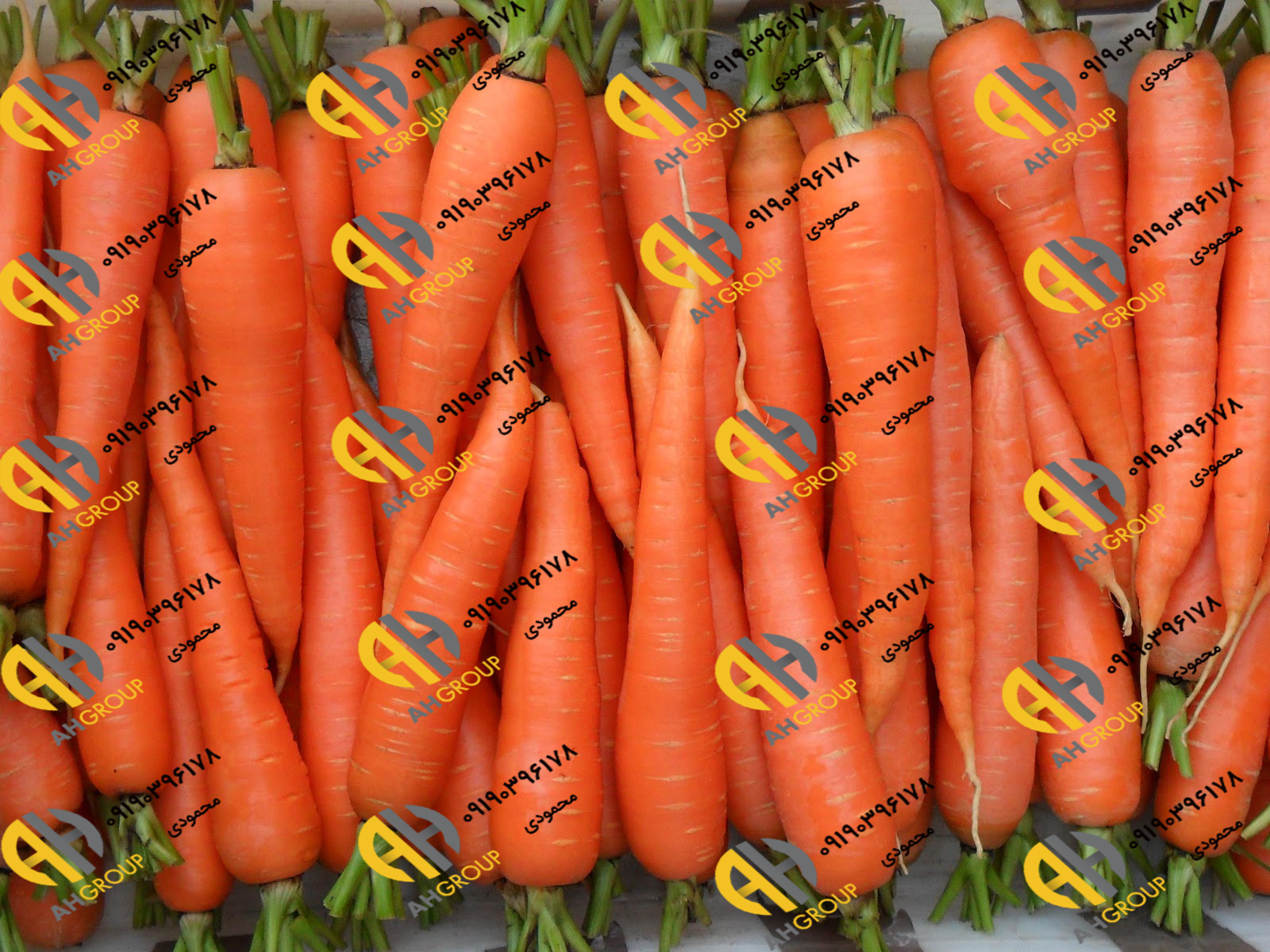 خرید و فروش میوه هویج