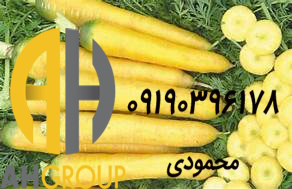 فروش عمده هویج زردک درجه یک
