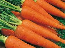 پخش عمده هویج گلخانه ای