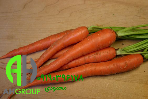 نمایندگی فروش هویج اصفهان