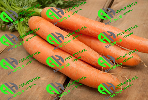 بزرگترین تولیدی هویج اصفهان