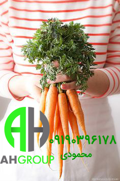 صادرات انواع هویج فرنگی ارگانیک