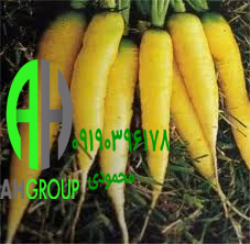 تولید بهترین هویج زرد دزفول