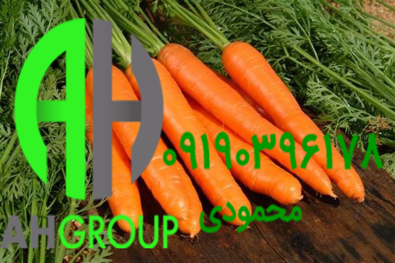 تولید و پرورش گیاه هویج