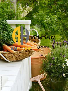 خرید هویج میوه اعجاب انگیز