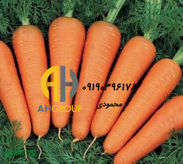 فروش هویج عمده لرستان