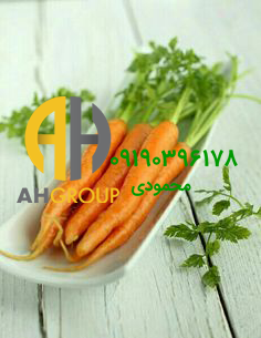 تولید انواع گیاه هویج