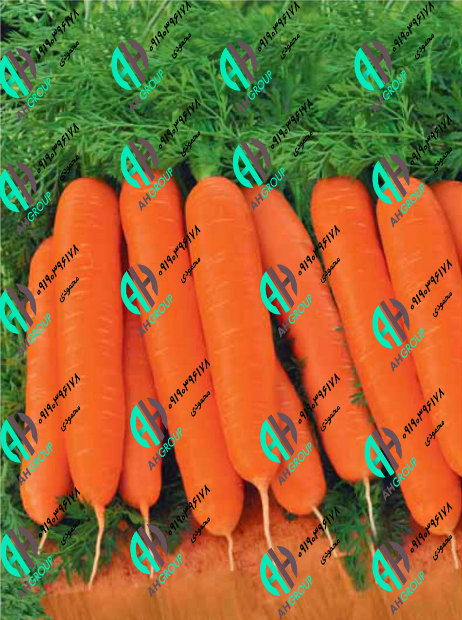 خرید عمده هویج ایرانی