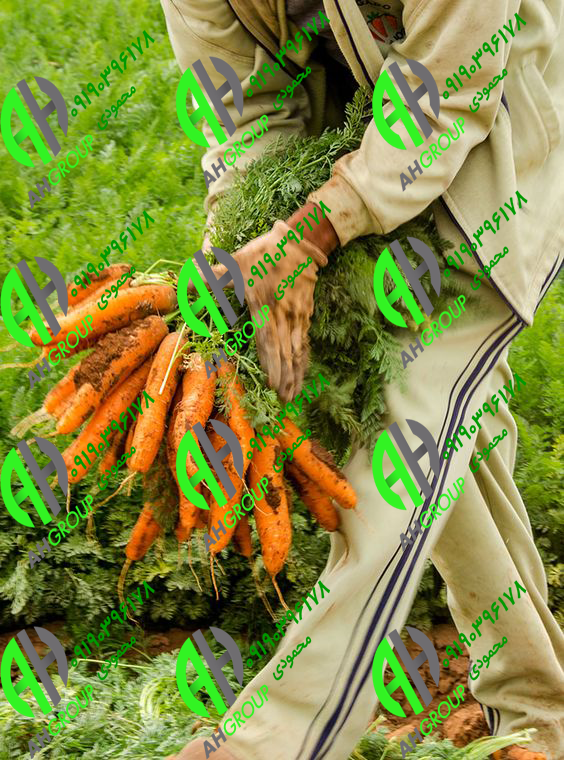 تجارت هویج به دلیل وجود بتاکاروتن در آن