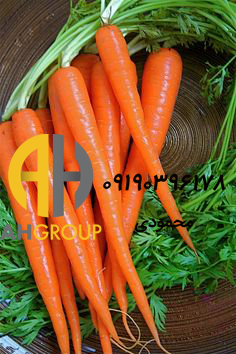 خرید عمده هویج صادراتی
