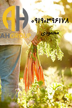 خرید عمده هویج فرنگی
