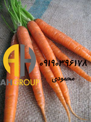 تولید انواع هویج صادراتی