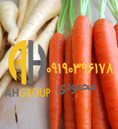 بازار تولید هویج شیراز