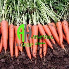 بزرگترین تولیدی هویج صادراتی