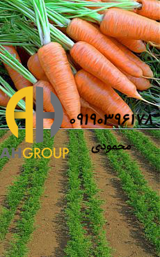 صادرات انواع هویج دزفول به عمان